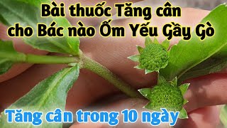 Bài thuốc tăng cân tuyệt vời. PHAN HẢI Vlog.