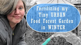 Small Space Garden Food Forest, Fertilizing in Winter for FREE! Easy & Zero Waste!