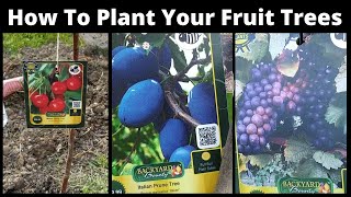 How To Plant Fruit Trees#Fruit Tree Plantation In Canada# Planting Fruit Trees In Spring, 2021