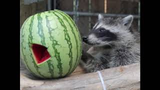 Raccoons Eating Watermelon Compilation - August 2020