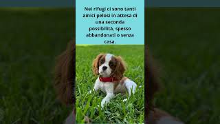 Adottare un Cane #Shorts #ViralVideo #CaniFelici #curiosità #amicifelini#animals