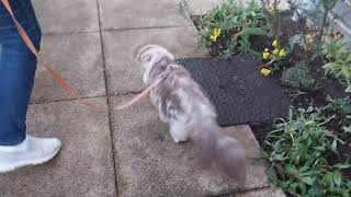 Scottish fold. kittens first time outside. cat on the leash.