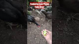 Ayam Paling Di Cari #Ayam #AyamMahal #AyamJantan