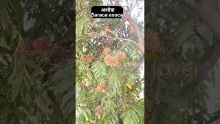 असली अशोक का पेड़ Saraca asoca#ayu#ayurvedic #ayurved#drvyaguna #medicinalherbs #médicinalplants