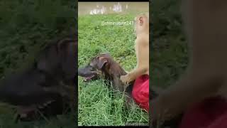 😂🤣#dog#monkey#wildlife#nature#viral#shorts