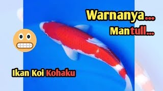 Ikan koi kohaku corak warna sederhana tapi memikat mata