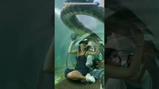 Crocodile glass Tunnel in florida 🔥🥵?#facts #viralvideos