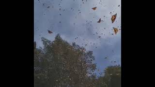 migración de las bellas mariposas monarca