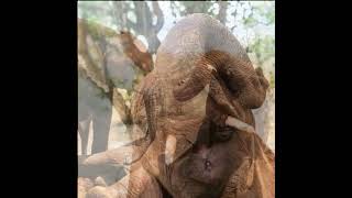 Sheldrick Wildlife Trust, Our Orphans, Laura and Adrian