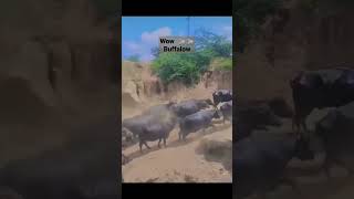 Buffalows  meeting @thaninadanmalayalivlogs7069