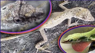 gecko verde camaleon sound song anolis animal lizard pets eggs iguana atigrado asmr leopardo puntos