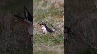 Lapwings Scraping out a nest on Rottal Estate , Glen Clova