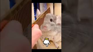 cute 🥰 chinchilla