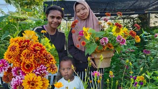 Petani Bunga Cantik di Merauke😊