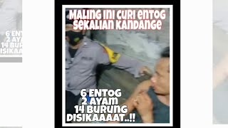 Maling Entog di Tangkap Warga