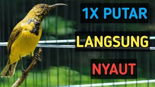 1x putar langsung nyaut, pancingan SOGON naikan birahi biar bunyi