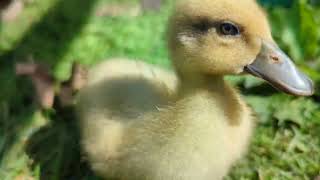 More Cute Baby Call Ducks