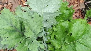 Super grateful for these harvest of kale and turnip greens