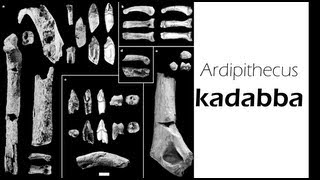 Ardipithecus kadabba