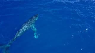 Whales in Hawaii Nov. 2017 Mavic Pro Footage