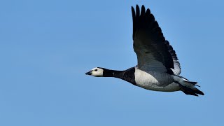 Die Weißwangen- oder Nonnengans