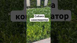 СОБАКА КОНСПИРАТОР 😱#животные #собака #милота #скетч #паттайя #таиланд #имиграция #юмор #animals