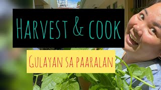 Harvesting gulay sa school then cooked mongo for lunch with ihaw na bangus #yummy  #funny  #fun