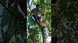 HARVEST OF AVOCADO