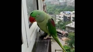 Parrot Calling Mummy So Sweet🐦