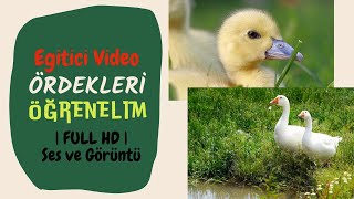 ÖRDEKLERİ ÖĞRENİYORUM | ÖRDEK | EĞİTİCİ VİDEO | FULL HD | ÖRDEK SESİ | HAYVANLAR | OKUL ÖNCESİ |