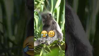 lutung malu tau dirinya vedioin