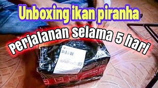 Unboxing paketan anak ikan piranha