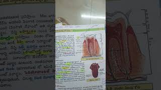 12th zoology Structure of teeth for tet&dsc.