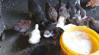 feeding time #duck #asmr #satisfying  #sounds #chicks #birds #villagelife @magomarcy9 🌈🌈