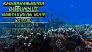 Pemandangan Dunia Alam Bawah Laut | Amazing Underwater World