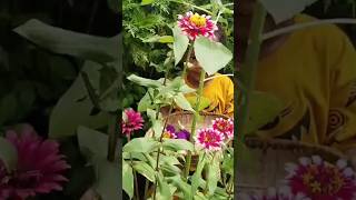 Unik!! Panen Terung di Kebun Bunga🌺🌻🌹🌷 #viralkan #viralvideo