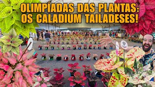 DESMAIEI COM OS CALADIUM INIGUALÁVEIS DA TAILÂNDIA - Olimpíadas das Plantas - colorful บอนสี