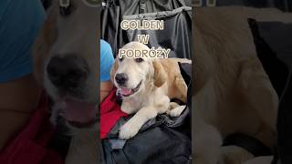 Golden w podróży w aucie 5 miesięcy #goldenretriever