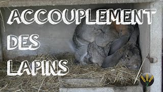 ACCOUPLEMENT DES LAPINS