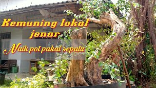 Kemuning lokal naik pot | murraya paniculata