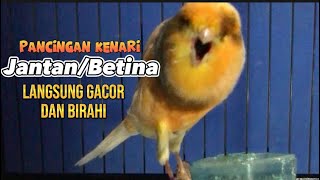 Pancingan Kenari Betina agar Cepat Birahi | Terapi Kenari Jantan