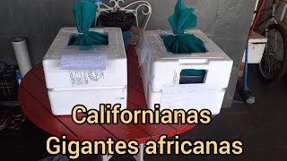 Minhocas : Californianas e Gigantes Africanas ( viajando para Belo Horizonte) 1057 km