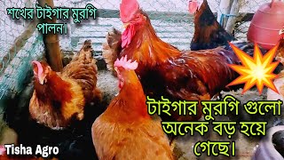 শখের টাইগার মুরগি গুলো অনেক বড় হয়ে গেছে 💥😊 / টাইগার মুরগি গুলোর আপডেট / Tisha Agro