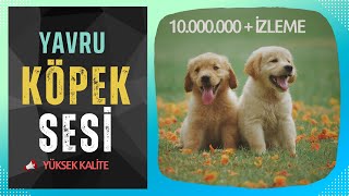 Yavru Köpek Sesi | Yavru Köpek Havlaması | Hayvanları Tanıyalım | Eğitici Ses |