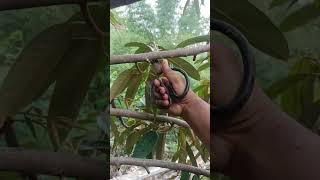 Lakukan Pruning agar Pohon Durian agar cepat berbuah.#durian #pruning #petanimuda #fruit