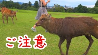 奈良公園　秋口のオス鹿さんには少しご注意