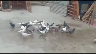 How To Train New Pigeons 2nd day.