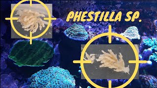 Montipora Schnecken: Behandlung und Prophylaxe (Plagegeister im Meerwasseraquarium)