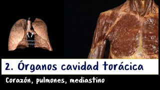 Cavidad torácica - 2. Órganos