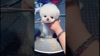 #shortvideos #dog #belinha #pets #bellinha #puppy #fofas #cute #toptop #brawlstars